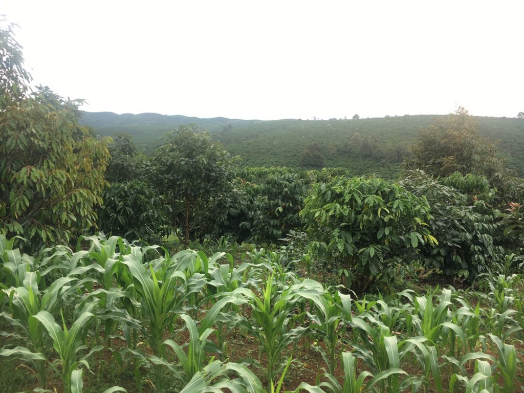 Bán 8,3 sào vườn cây ăn trái hẻm Nguyễn Văn Cừ Bảo Lâm Lâm Đồng