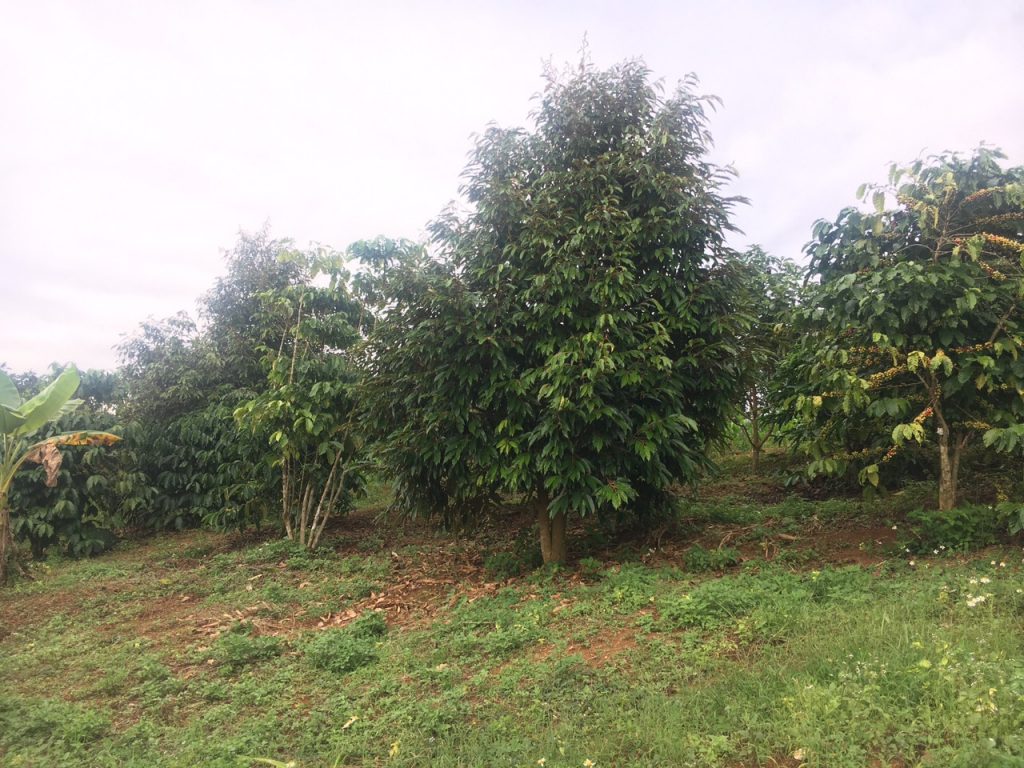 Bán 8,3 sào vườn cây ăn trái hẻm Nguyễn Văn Cừ Bảo Lâm Lâm Đồng