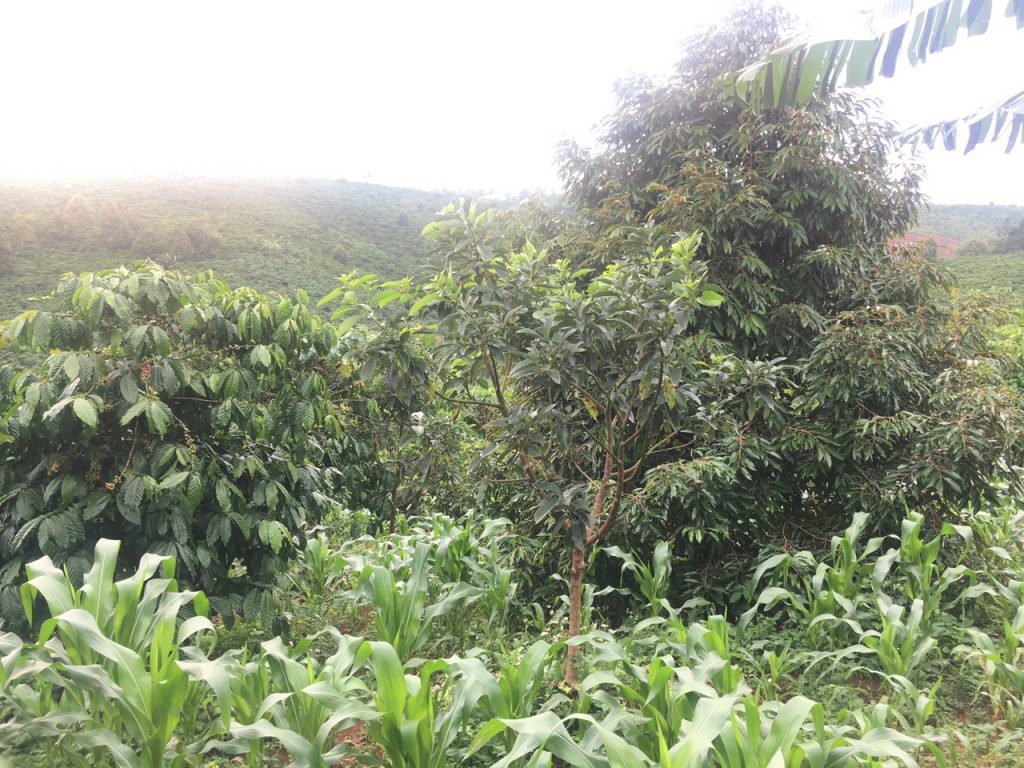 Bán 8,3 sào vườn cây ăn trái hẻm Nguyễn Văn Cừ Bảo Lâm Lâm Đồng