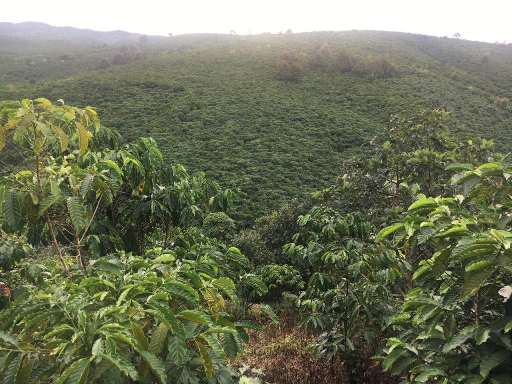 Bán 8,3 sào vườn cây ăn trái hẻm Nguyễn Văn Cừ Bảo Lâm Lâm Đồng