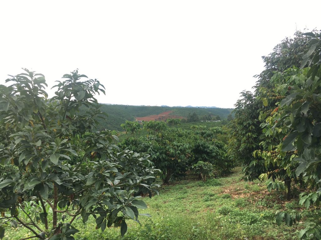 Bán 8,3 sào vườn cây ăn trái hẻm Nguyễn Văn Cừ Bảo Lâm Lâm Đồng