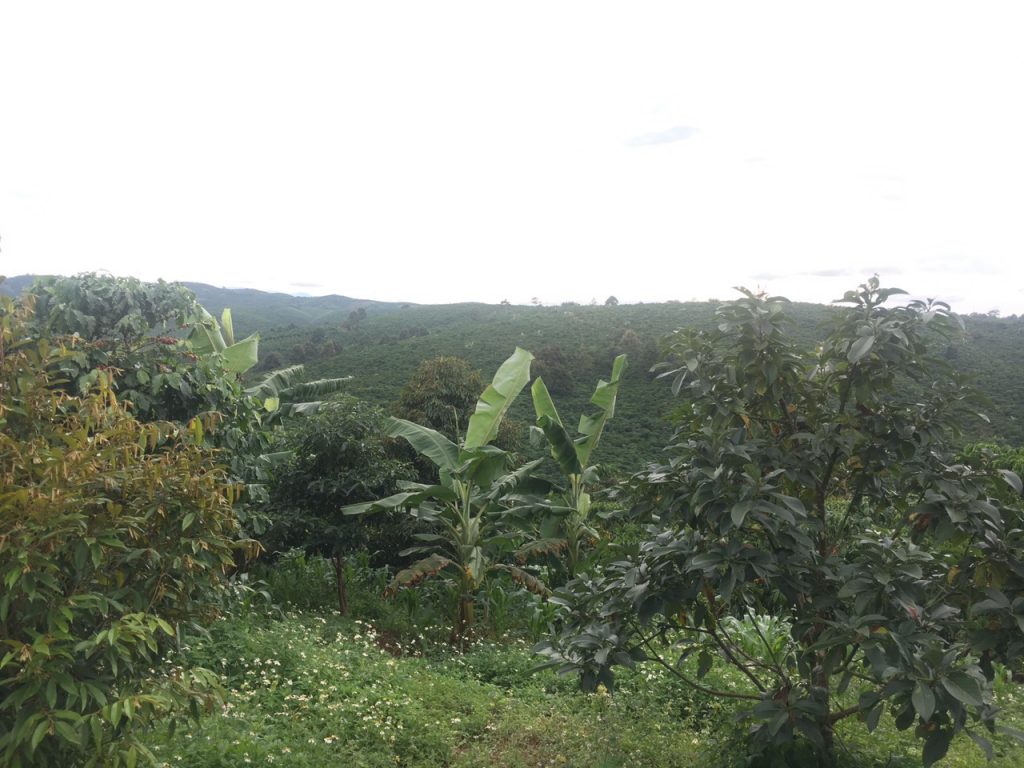 Bán 8,3 sào vườn cây ăn trái hẻm Nguyễn Văn Cừ Bảo Lâm Lâm Đồng