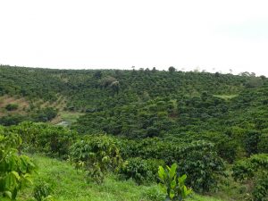 Bán 6,8 hecta đất vườn cafe tại Lộc Phú Bảo Lâm Lâm Đồng