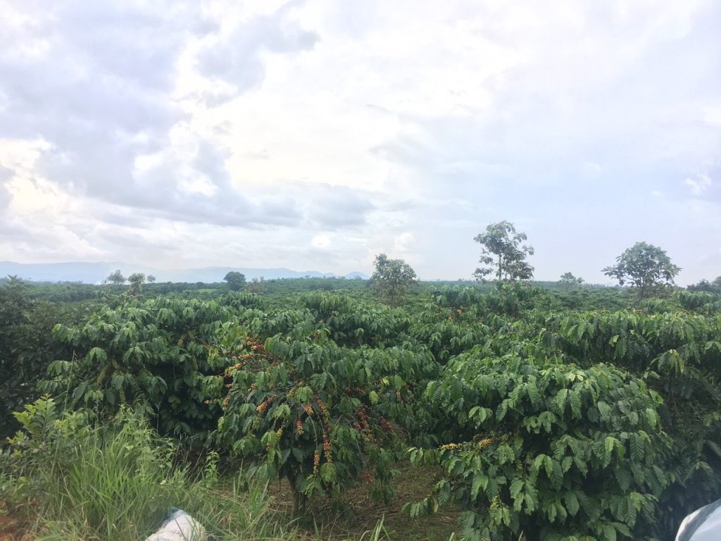 Bán 6,8 hecta đất vườn cafe tại Lộc Phú Bảo Lâm Lâm Đồng