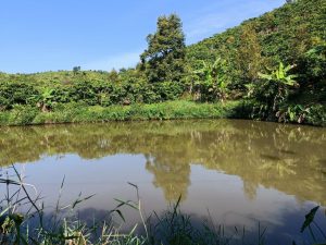 Bán 1,3 ha Thôn 8 Tân Lạc Bảo Lâm Lâm Đồng