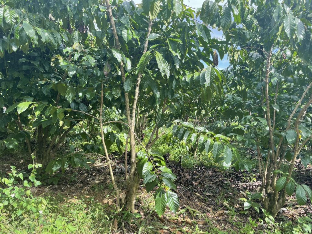 Bán 1,465 m2 vườn cà phê Ngay hồ thôn 2 Xã Lộc Tân Bảo Lâm