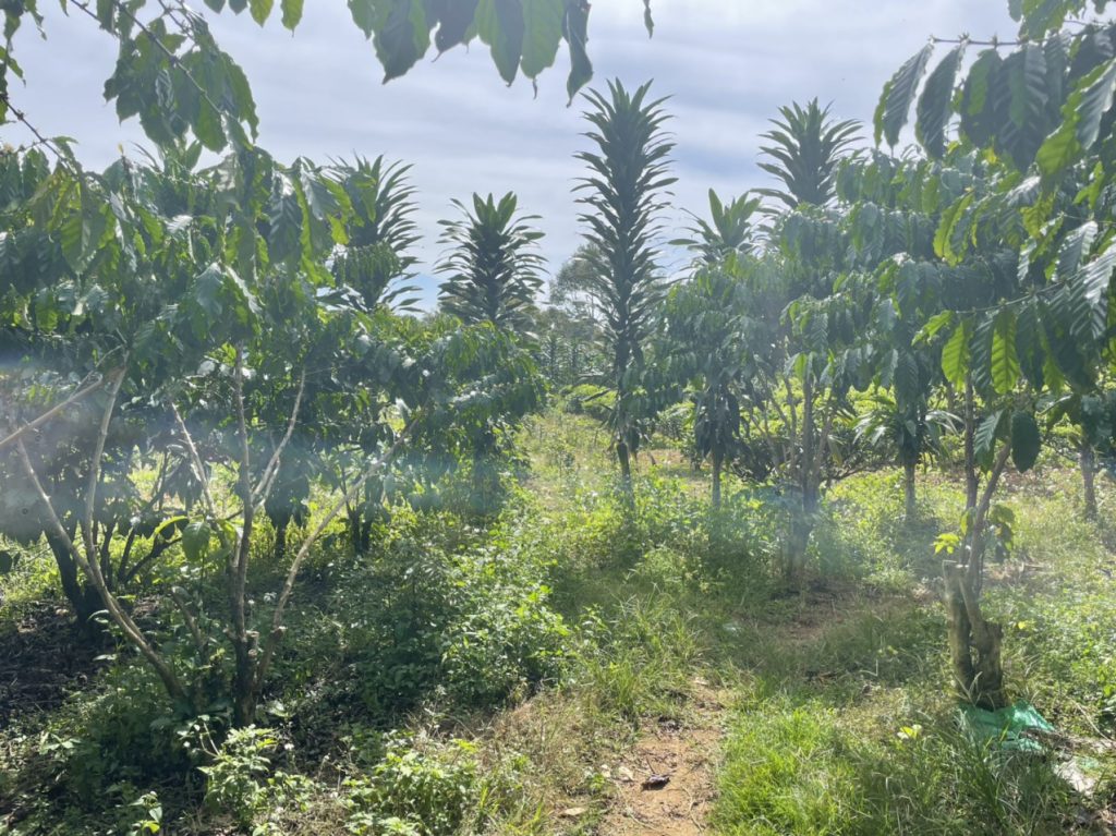 Bán 1,465 m2 vườn cà phê Ngay hồ thôn 2 Xã Lộc Tân Bảo Lâm