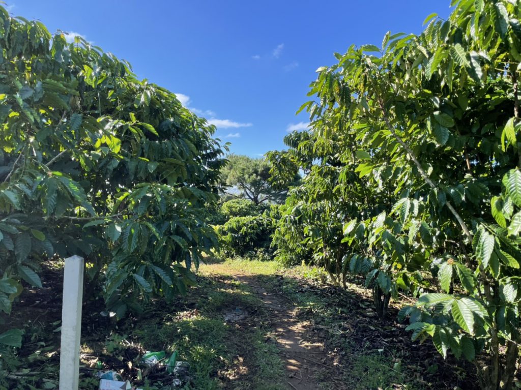 Bán 1,465 m2 vườn cà phê Ngay hồ thôn 2 Xã Lộc Tân Bảo Lâm