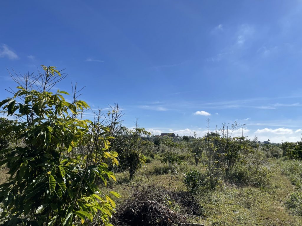 Bán 1,465 m2 vườn cà phê Ngay hồ thôn 2 Xã Lộc Tân Bảo Lâm