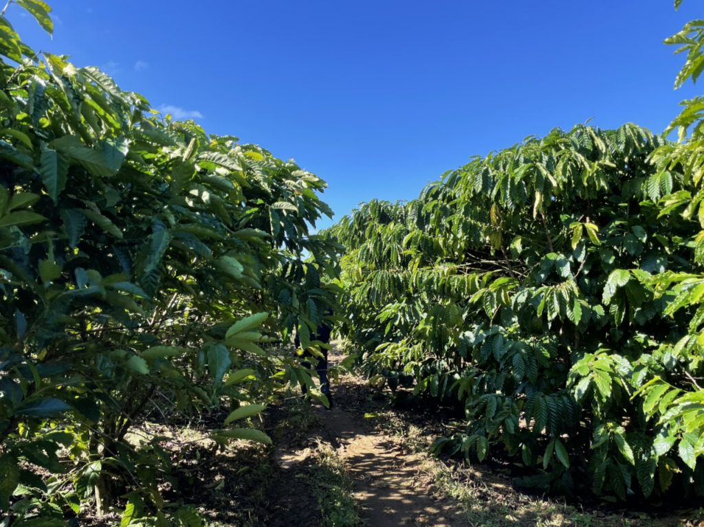 Bán 1,465 m2 vườn cà phê Ngay hồ thôn 2 Xã Lộc Tân Bảo Lâm