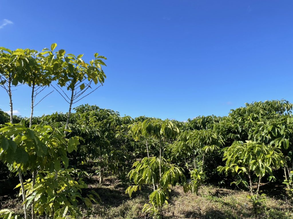 Bán 1,465 m2 vườn cà phê Ngay hồ thôn 2 Xã Lộc Tân Bảo Lâm