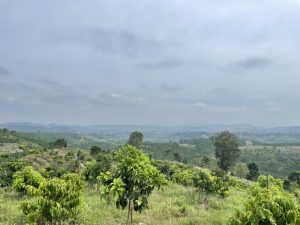 Bán 2,2 ha vườn cây ăn trái Thôn 1 Lộc Thành Bảo Lâm Lâm Đồng