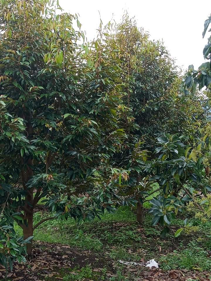 Bán 2,2 ha vườn cây ăn trái Thôn 1 Lộc Thành Bảo Lâm Lâm Đồng