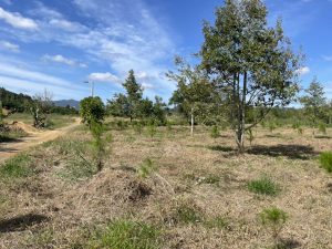 Bán 2,5 sào hẻm đường tránh Lộc Châu Bảo Lộc Lâm Đồng