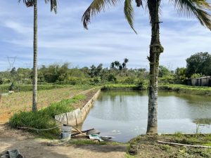 Bán 3,5 sào Nghỉ dưỡng Nguyễn Viết Xuân Dambri Bảo Lộc