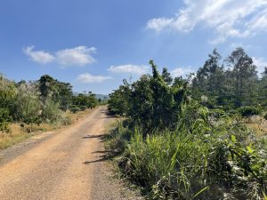 Bán 9 sào cây ăn trái hẻm Chi Lăng Lộc Thành