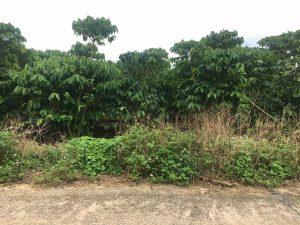 Bán đất 2 mặt đường hẻm Đoàn Thị Điểm Lộc Thanh Bảo Lộc