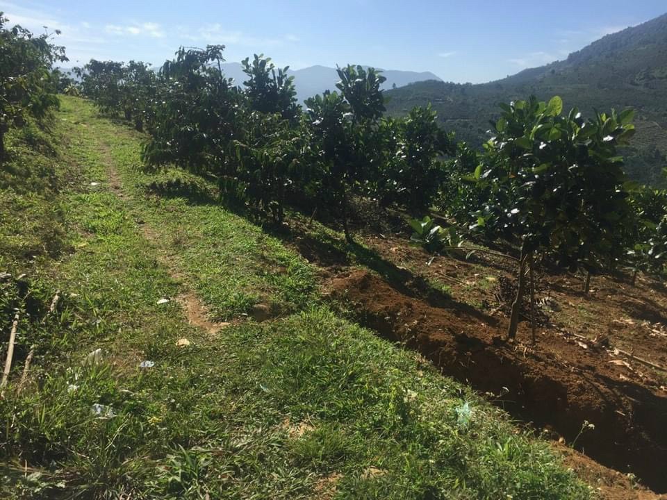 Bán 5 hecta vườn cây ăn trái thôn 5 Xã Đại Lào Bảo Lộc Lâm Đồng