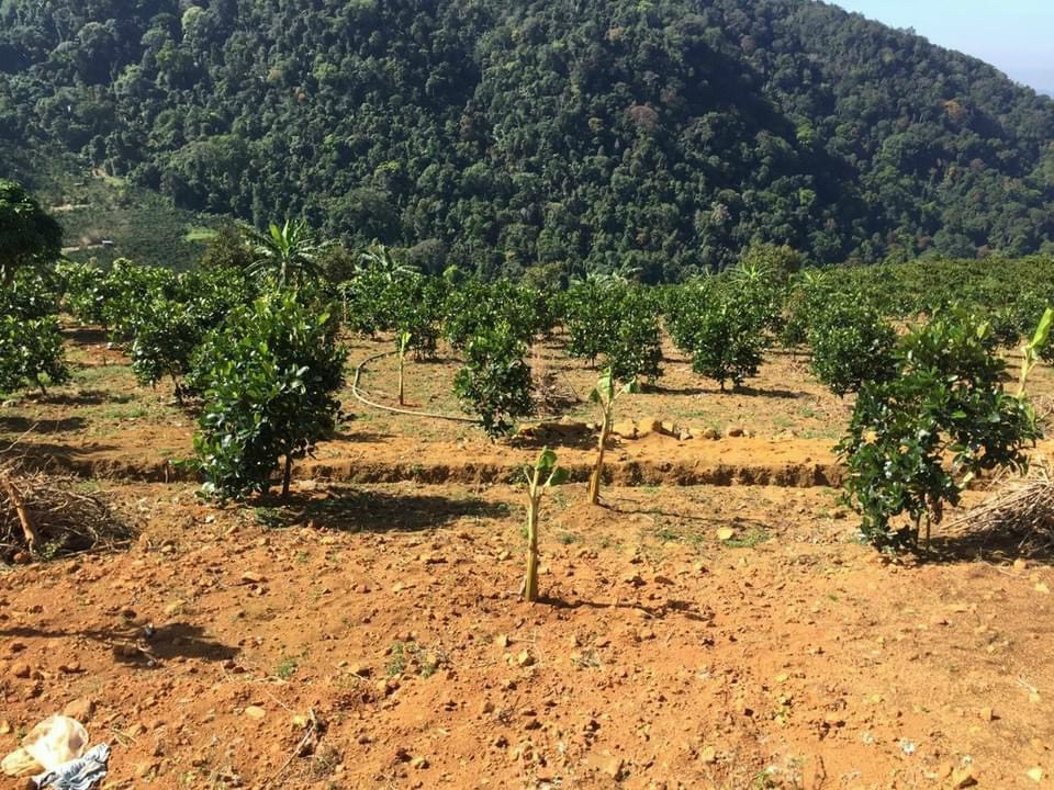 Bán 5 hecta vườn cây ăn trái thôn 5 Xã Đại Lào Bảo Lộc Lâm Đồng