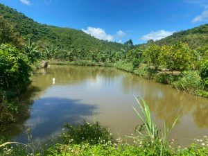 Bán 6,5 hecta vườn cafe xen cây ăn trái Lộc Nam Bảo Lâm Lâm Đồng