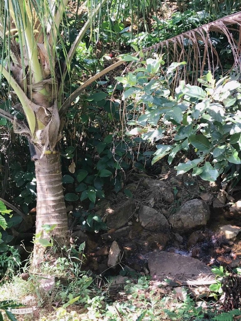 Bán 1 ha vườn cây ăn trái Thôn 15 Lộc Thành