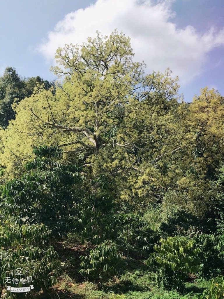 Bán 1 ha vườn cây ăn trái Thôn 15 Lộc Thành