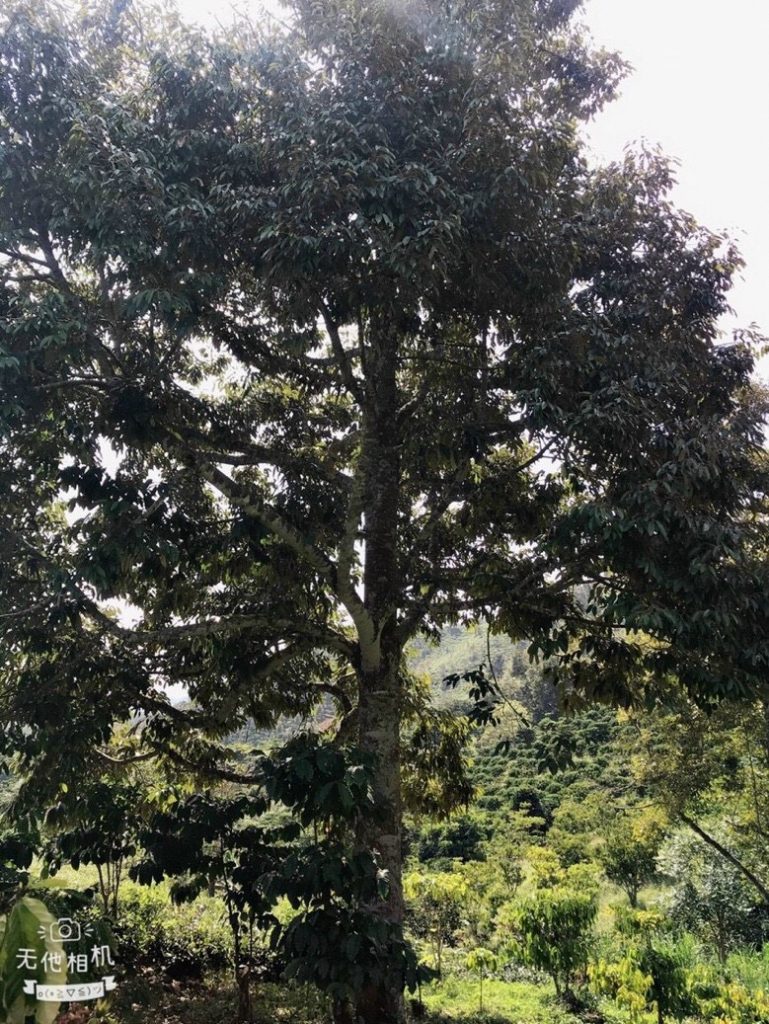 Bán 1 ha vườn cây ăn trái Thôn 15 Lộc Thành