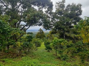 Bán 1 ha vườn cây ăn trái Thôn 15 Lộc Thành