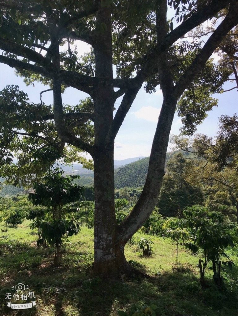 Bán 1 ha vườn cây ăn trái Thôn 15 Lộc Thành