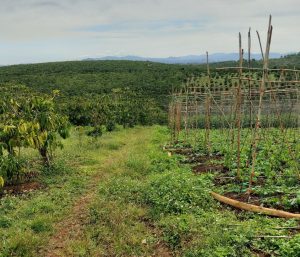 Bán 5,7 sào hẻm 01 Nguyễn Thái Bình Lộc Phát Bảo Lộc