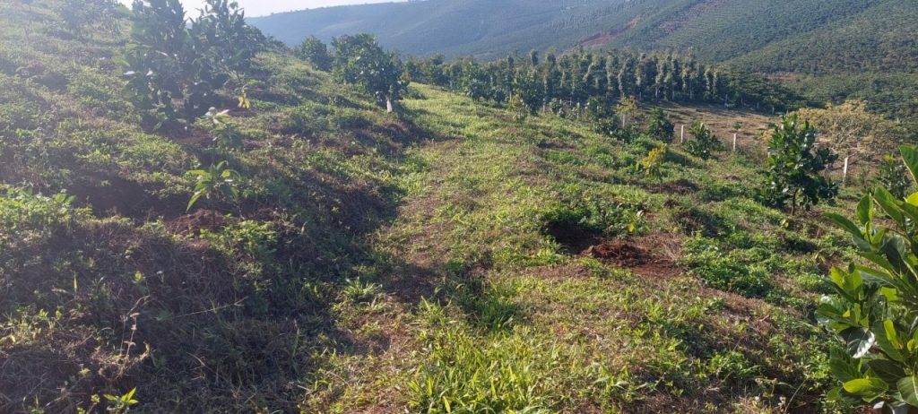 Bán 1,3 hecta Thôn 11 Lộc Ngãi Bảo Lâm Lâm Đồng