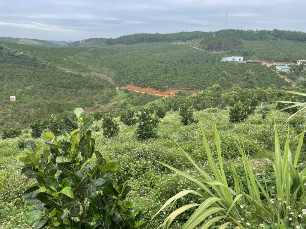 Bán 1,3 hecta Thôn 11 Lộc Ngãi Bảo Lâm Lâm Đồng