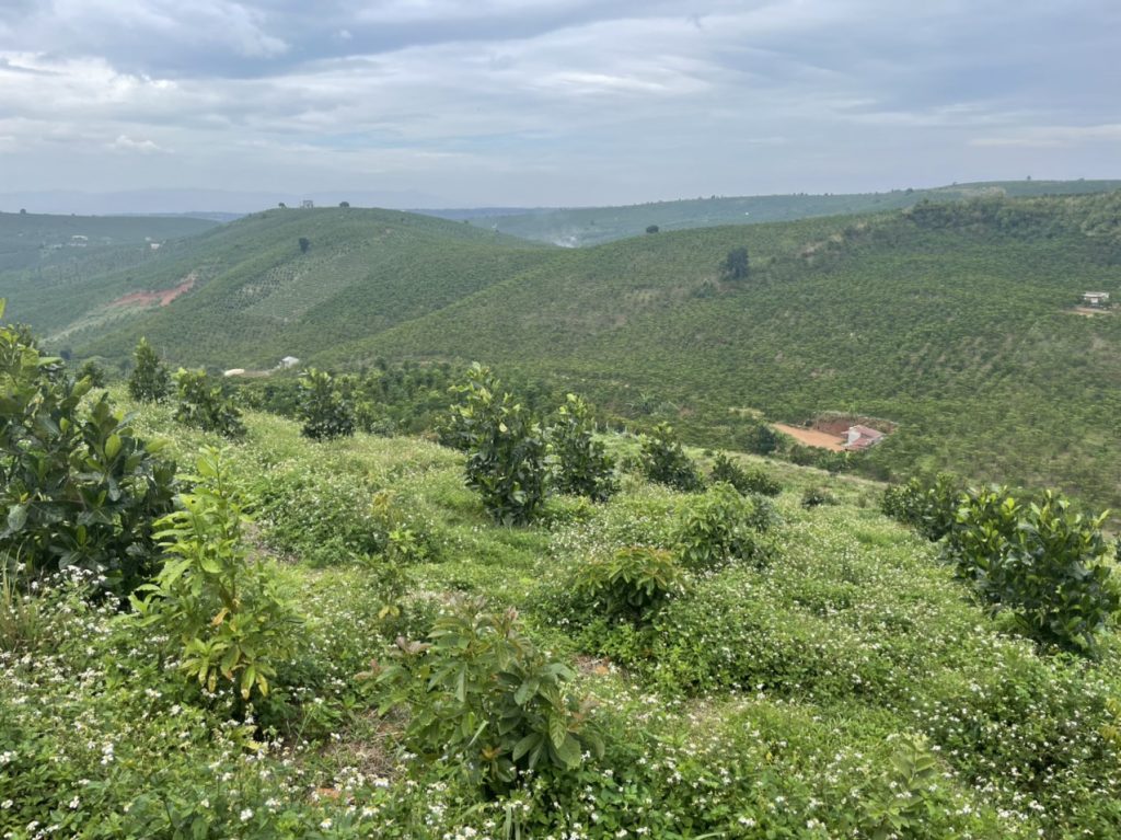 Bán 1,3 hecta Thôn 11 Lộc Ngãi Bảo Lâm Lâm Đồng