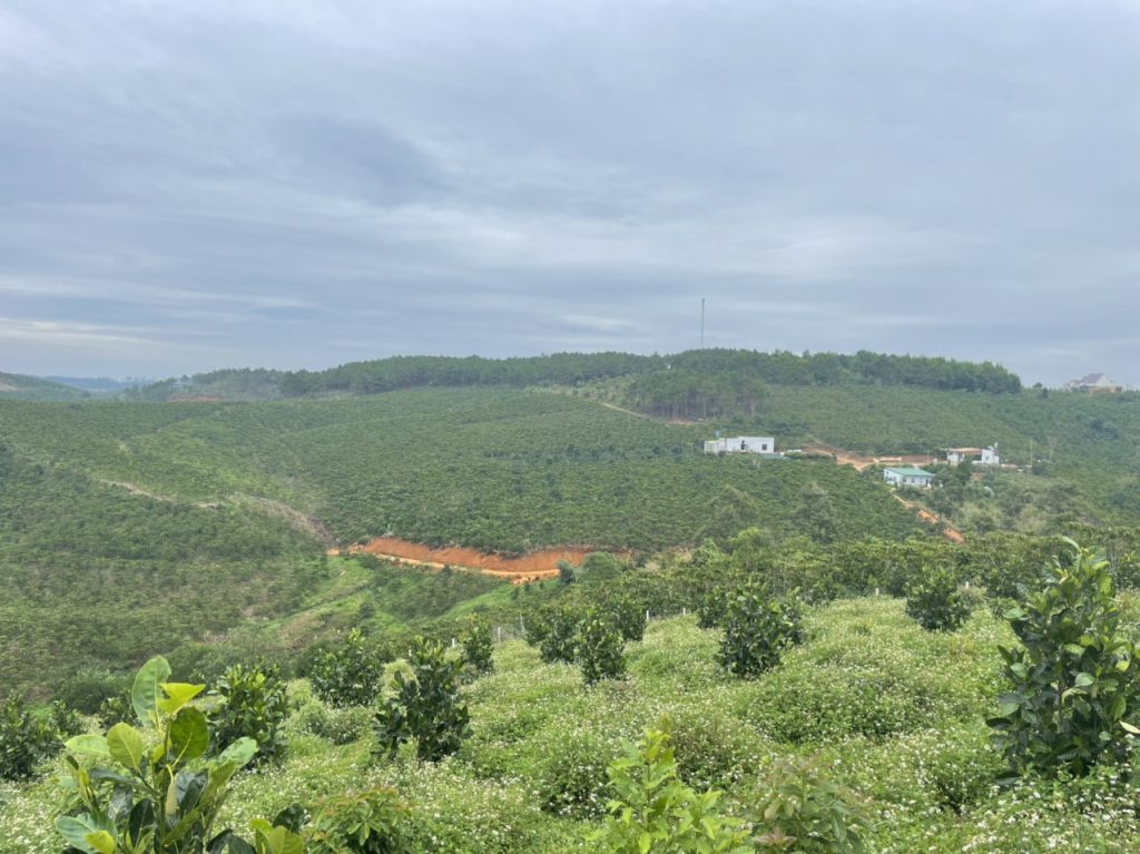 Bán 1,3 hecta Thôn 11 Lộc Ngãi Bảo Lâm Lâm Đồng