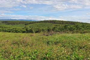 Bán 1,4 hecta Phường Lộc Tiến Bảo Lộc Lâm Đồng