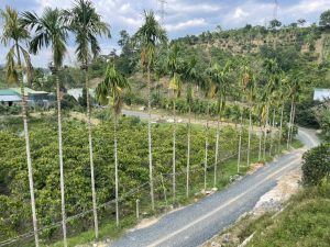 Bán nhà vườn góc 2 mặt tiền hẻm Quốc lộ 55 Lộc Thành Bảo Lâm Lâm Đồng