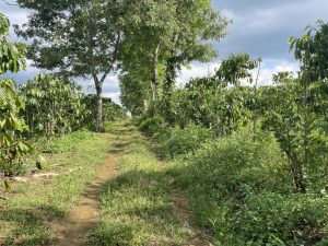 Bán 2,4 ha 2 mặt tiền thôn 7 Lộc Ngãi Bảo Lâm Lâm Đồng