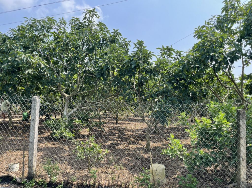 Bán 2,8 sào đường số 2 Thôn 16 Lộc Thành Bảo Lâm Lâm Đồng