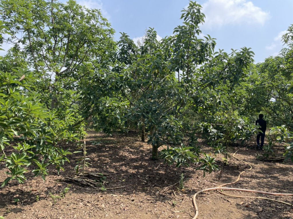 Bán 2,8 sào đường số 2 Thôn 16 Lộc Thành Bảo Lâm Lâm Đồng