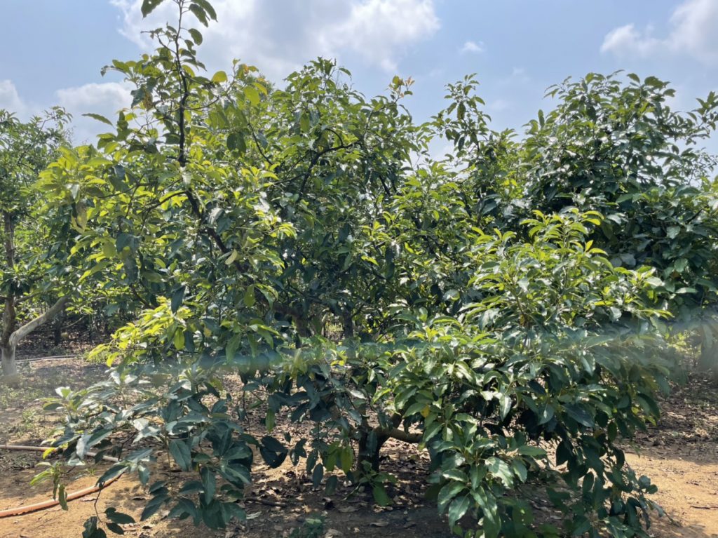 Bán 2,8 sào đường số 2 Thôn 16 Lộc Thành Bảo Lâm Lâm Đồng