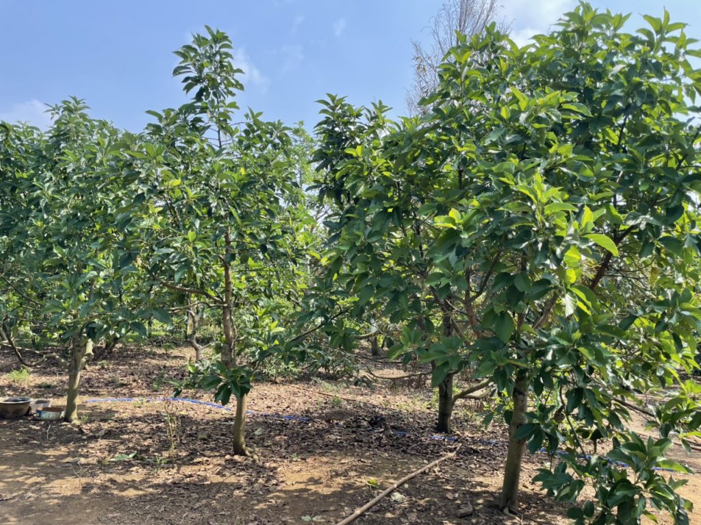 Bán 2,8 sào đường số 2 Thôn 16 Lộc Thành Bảo Lâm Lâm Đồng