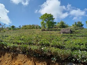 Bán 3.2 sào đất vườn trà Thôn 12 Lộc Thành Bảo Lâm