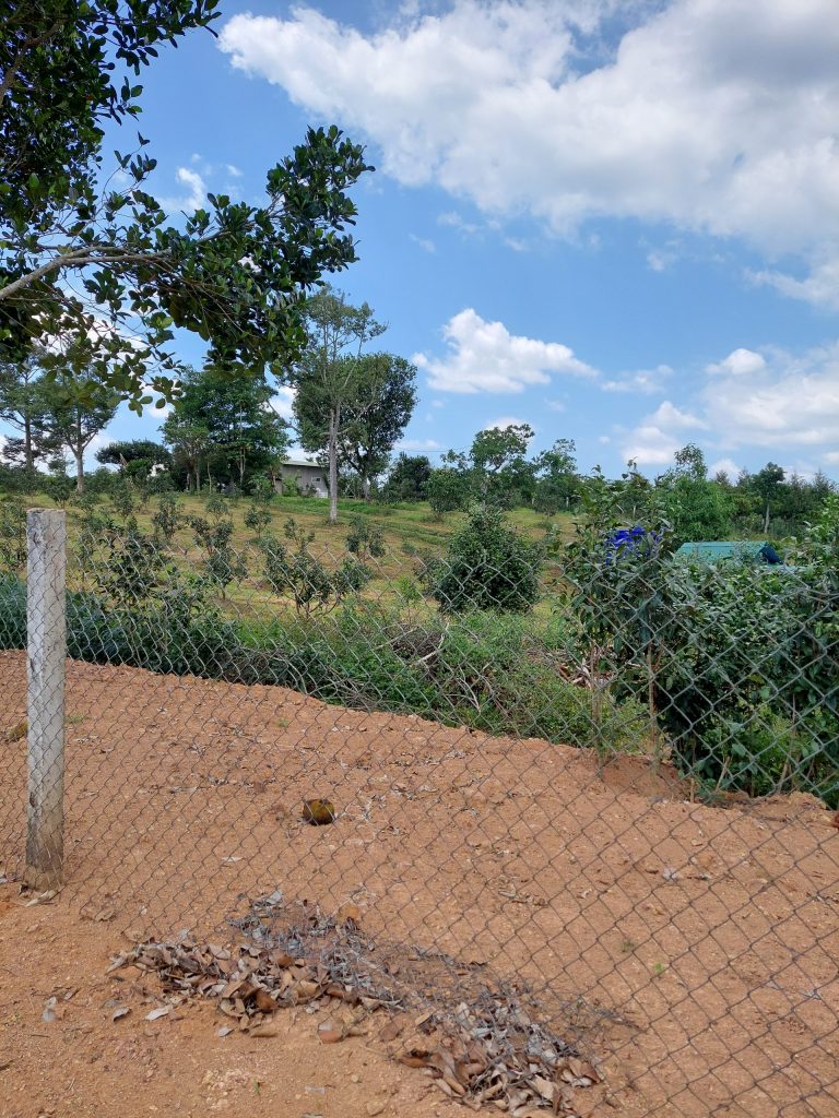 Bán 6,4 sào Tân Lạc Bảo Lâm Lâm Đồng