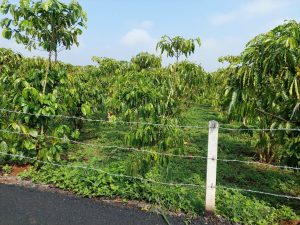 Bán 5,7 sào cafe tại hẻm 89 Phùng Hưng Lộc Tiến Bảo Lộc