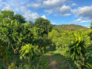 Siêu phẩm vườn cây ăn trái nghỉ dưỡng Lộc Thành Bảo Lâm Lâm Đồng