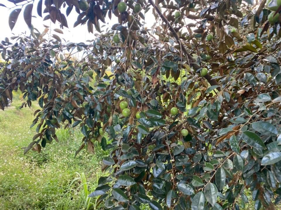 Siêu phẩm vườn cây ăn trái nghỉ dưỡng Lộc Thành Bảo Lâm Lâm Đồng