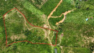 Bán 1,6 hecta Thôn 10C Lộc Thành Bảo Lâm Lâm Đồng