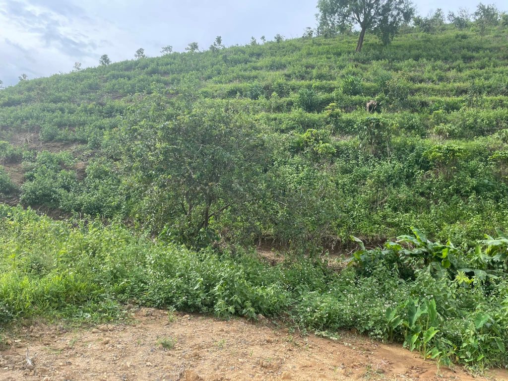 Đất vườn giá rẻ ngay trung tâm Lộc Thành Bảo Lâm Lâm Đồng