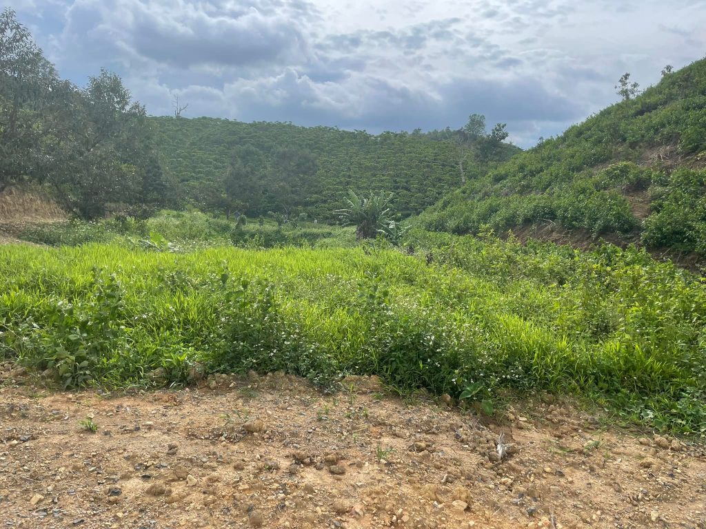 Đất vườn giá rẻ ngay trung tâm Lộc Thành Bảo Lâm Lâm Đồng