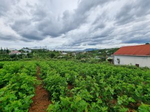 Đất nền hẻm 277 Lý Thái Tổ Dambri Bảo Lộc Lâm Đồng